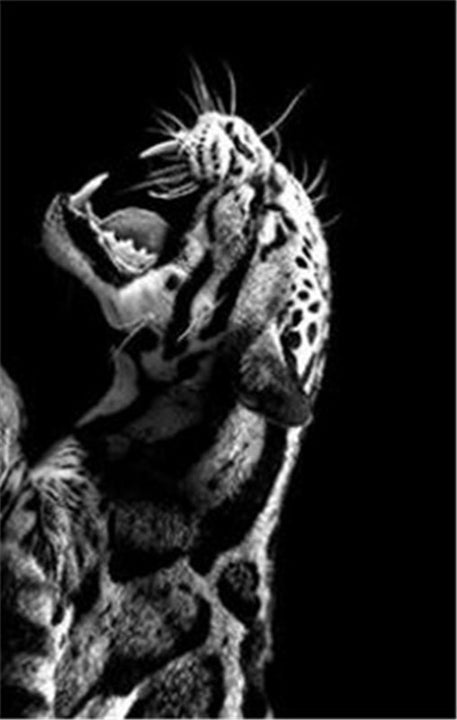 Monochrome Tiger Canvas Art