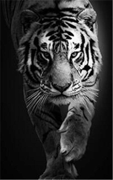 Monochrome Tiger Canvas Art