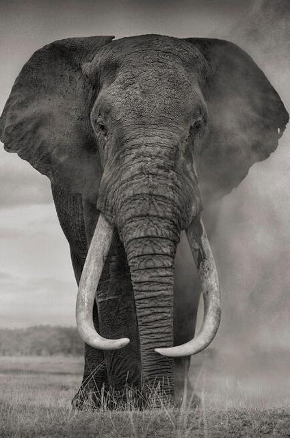 Wild Elephant Canvas Art