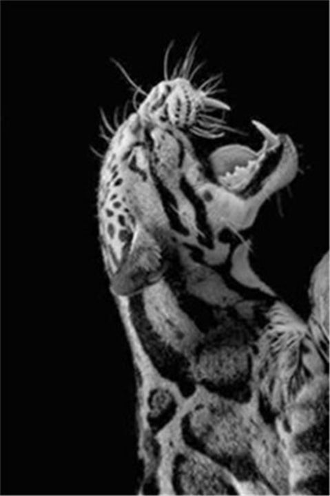 Monochrome Tiger Canvas Art